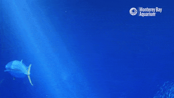 Elephant Converse GIF