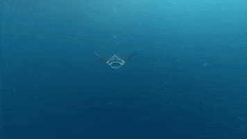 Alabama Crimson Tide Sport GIF by NCAA March Madness
