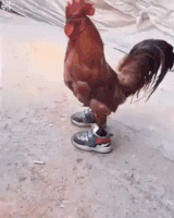 Quicken Loans Win GIF by Rocket Mortgage
