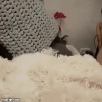 Kamala Harris GIF by GIPHY News