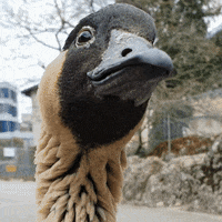 I Love You GIF by Angry Birds