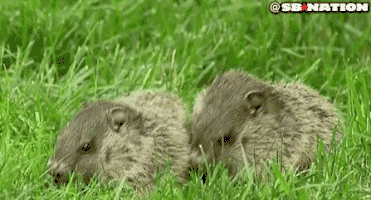 Good Morning Sport GIF by HockeyDiversityAlliance