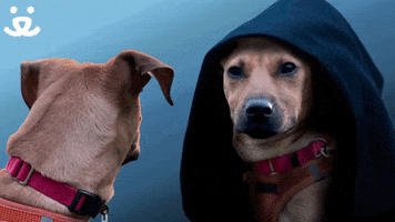 Excited Happy Birthday GIF by Kudaberi