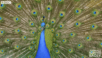 Attraction Bird Dancing GIF by VeeFriends