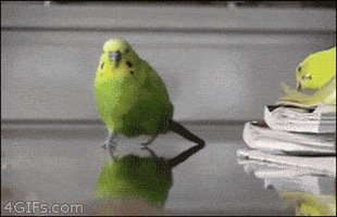 Bird Rocking Out GIF