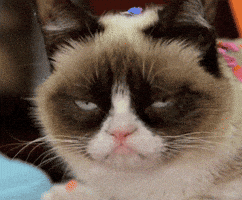 Mad Grumpy Cat GIF by MOODMAN