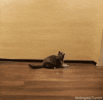 funny cat GIF