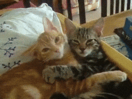 In Love Cat GIF