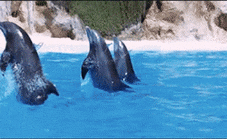 death note dolphin GIF