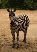 Dope Zebra GIF