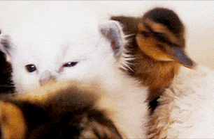 Party Love GIF by sendwishonline.com