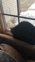 Dog Dancing GIF