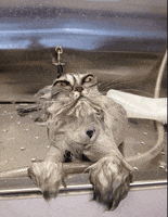 who framed roger rabbit crying GIF