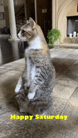 Cats Reaction GIF by TikTok MENA
