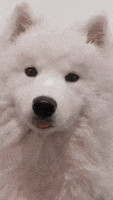 Happy Very Funny GIF by Disney Zootopia