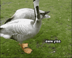 Happy Birthday GIF by Publix