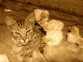 Final Four Sport GIF by NCAA March Madness