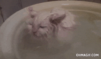 Good Morning Cat GIF by Franziska Höllbacher