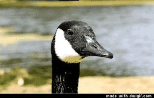 Play Playing GIF