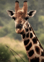 Where Are You Waiting GIF by This GIF Is Haunted