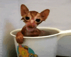 So Excited Flirting GIF