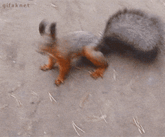 squirrel GIF