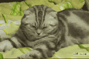 Cat Sleepy GIF