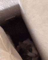 Good Night GIF