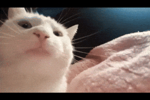 Cat Dog GIF by El Dodo