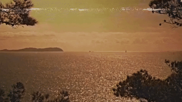International Cat Day Cats GIF by MOODMAN