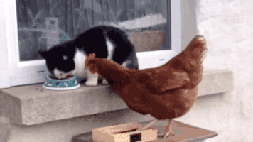Happy I Love You GIF by The Rainbow Bridge