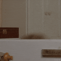 Cat Love GIF by NGcorpvtc