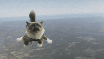 Kitten Tuck In GIF by MOODMAN