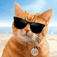 Read This Laughing GIF by Sacramento Kings