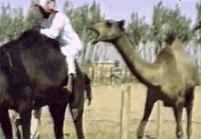 Big Red Flex GIF by Huskers
