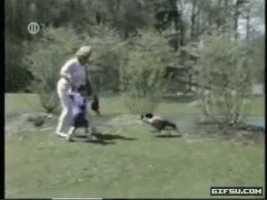 Elephant Converse GIF