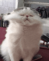 Merry Christmas GIF