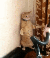 Its Friday GIF