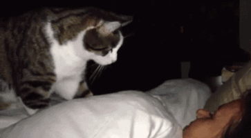 Happy Cat GIF