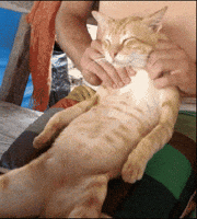 Happy Cat GIF