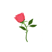 Rose GIF
