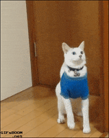 International Cat Day Cats GIF by BuzzFeed