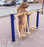 workout exercise GIF