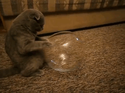 Cranky Gandalf