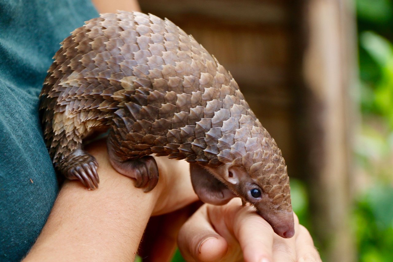 https://nypost.com/wp-content/uploads/sites/2/2020/01/the-baby-pangolin-mata.jpg