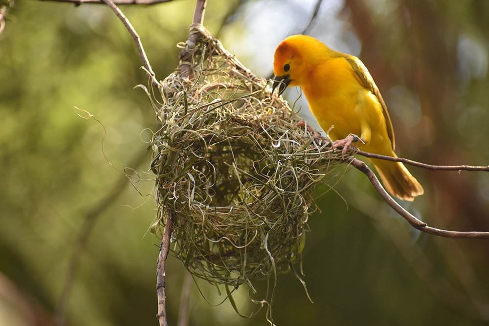 https://opticsmag.com/wp-content/uploads/2022/04/yellow-bird-building-its-nest_Emily-Lewis-Photography_Shutterstock.jpg