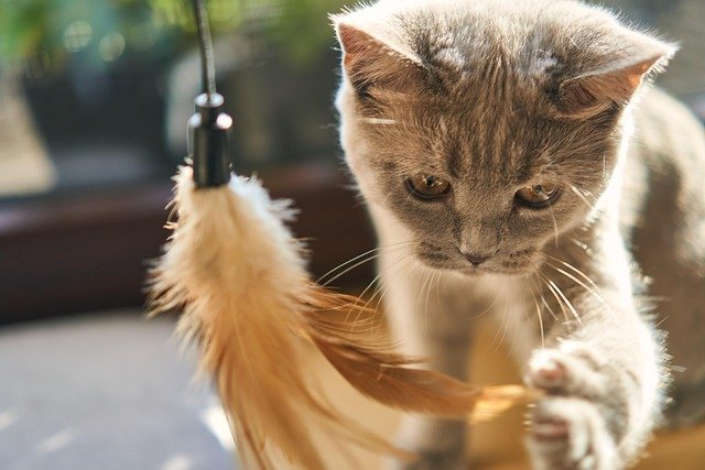 猫是一种神秘而迷人的生物。它们优雅的步态和温