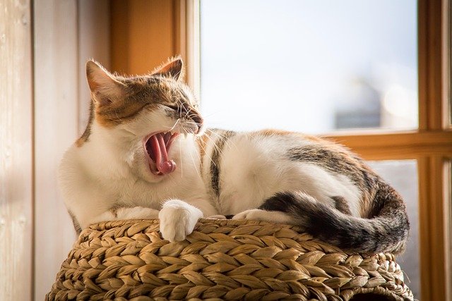 猫咪真是一种神奇的动物，它们既独立又亲密，总能给