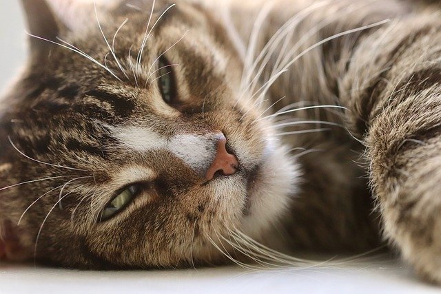 猫咪总是能带给人无尽的温暖和欢乐。它们灵活