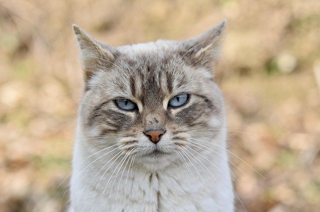 猫是一种神秘而迷人的动物，它们的优雅和独立总是让我